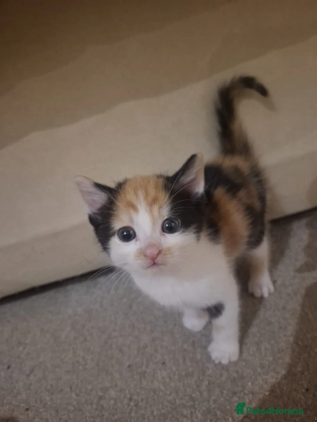 Mixed Breed cats for sale: Kittens for Sale - Advert 16