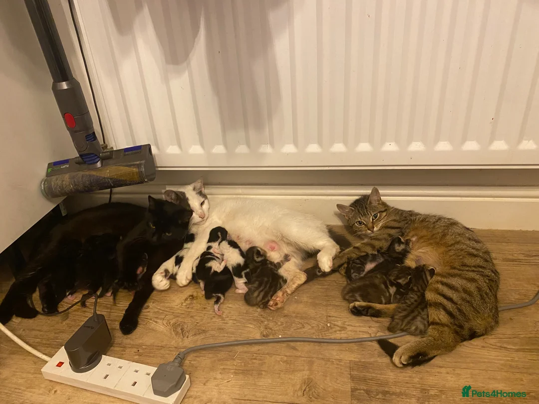 Mixed Breed cats for sale: Kitten for reservations  - Advert 1