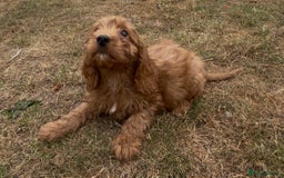 Cockapoo dogs for sale: Healthy Cockapoos ready to leave on the 29/08/25 - Image 8