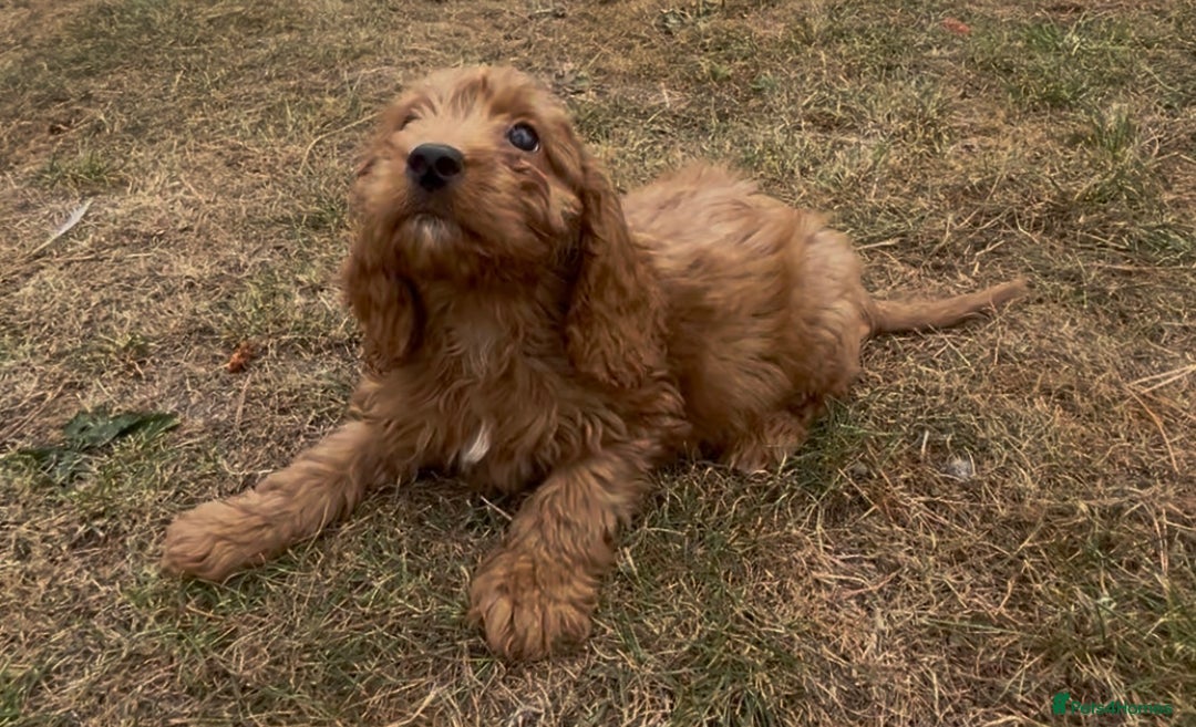 Cockapoo dogs for sale: Healthy Cockapoos ready to leave on the 29/08/25 - Image 8