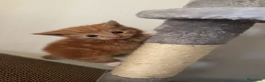 Mixed Breed Kitten 1