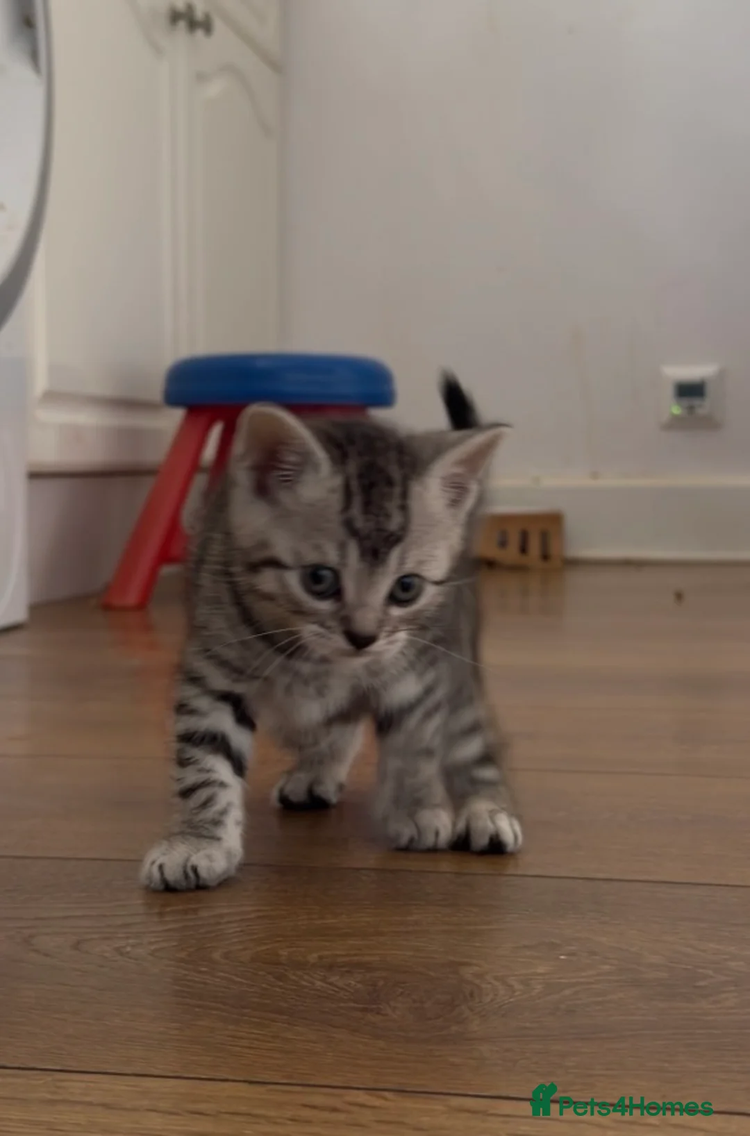 British Shorthair cats for sale: Half British shorthair kittens - Advert 2