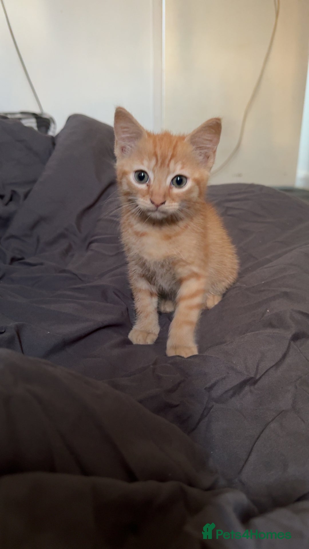 British Shorthair cats for sale: Beautiful Ginge  - Image 3