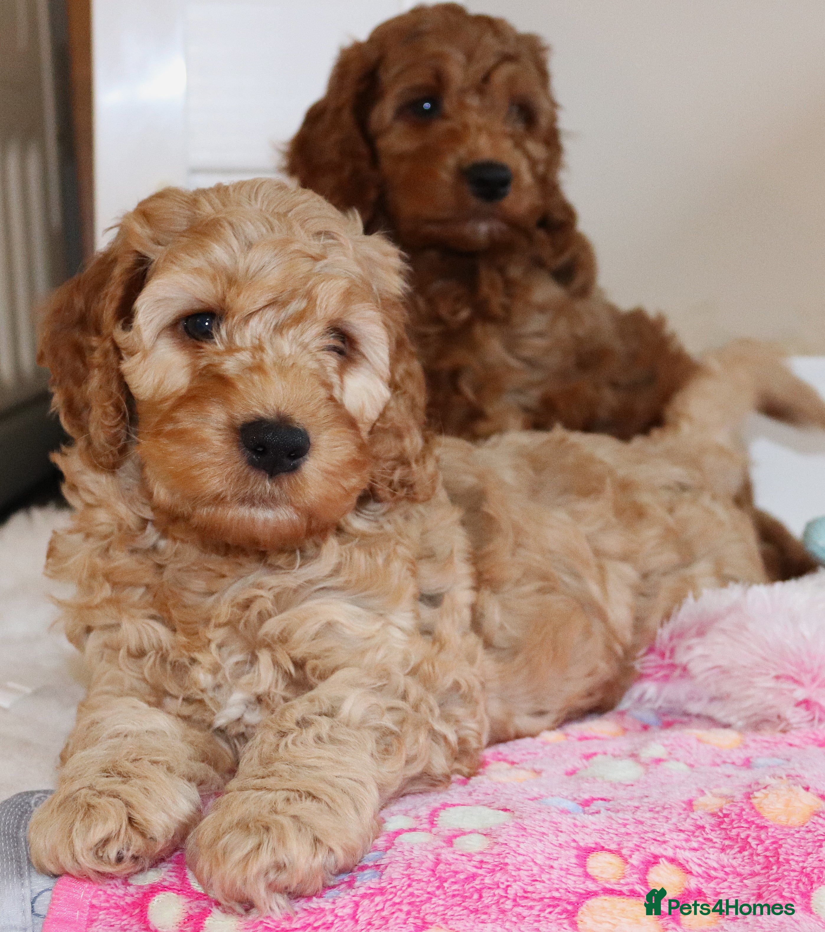 Cockapoo dogs Welcome to Cotswold Cavapoos and Cockapoos - Advert 11