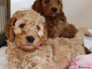 Cockapoo dogs Welcome to Cotswold Cavapoos and Cockapoos - Advert 11