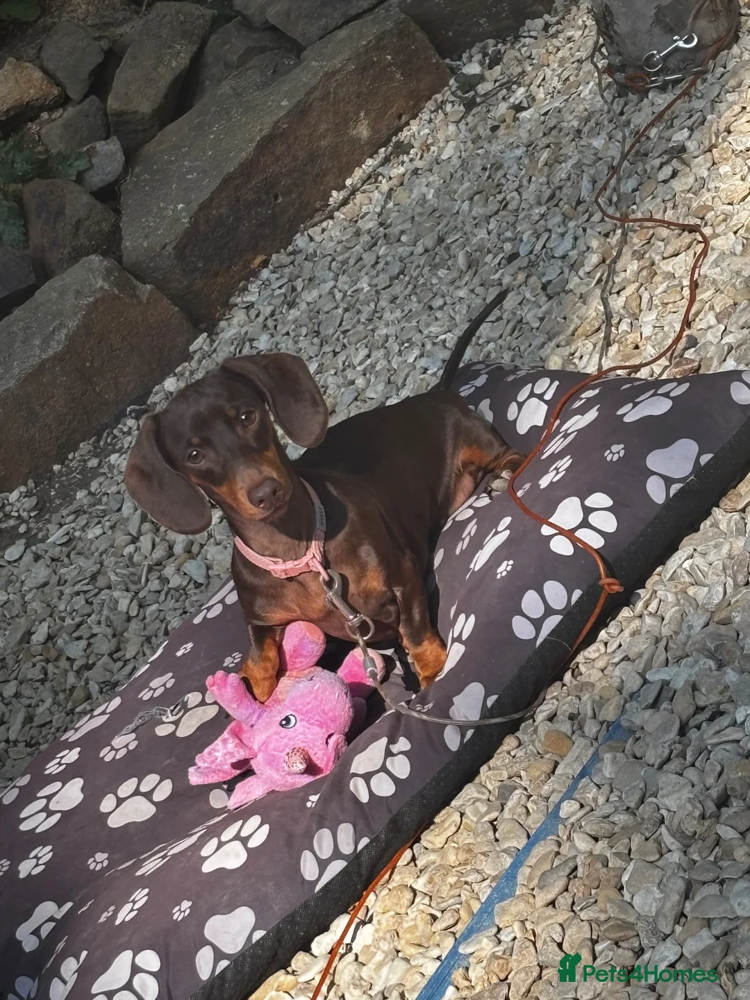 Miniature Dachshund dogs for sale: 2 miniature dashchunds  - Advert 5
