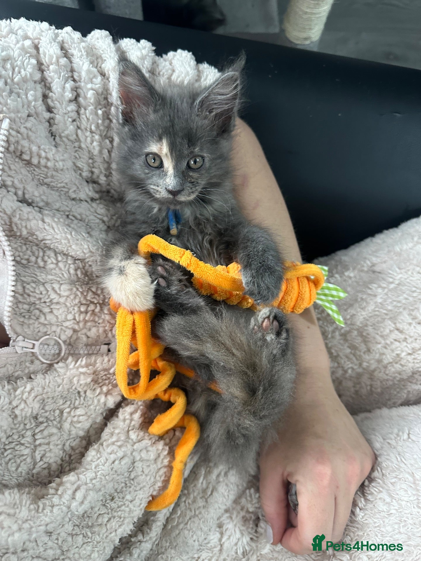 Maine Coon cats Beautiful tica registered blue tabby’s and torties - Advert 1