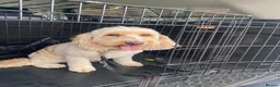 Cockapoo dogs for sale: 8year old cockapoo looking for loving home  - Advert 3