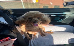 Toy Poodle dogs for sale: Red toy poodle  - Image 10