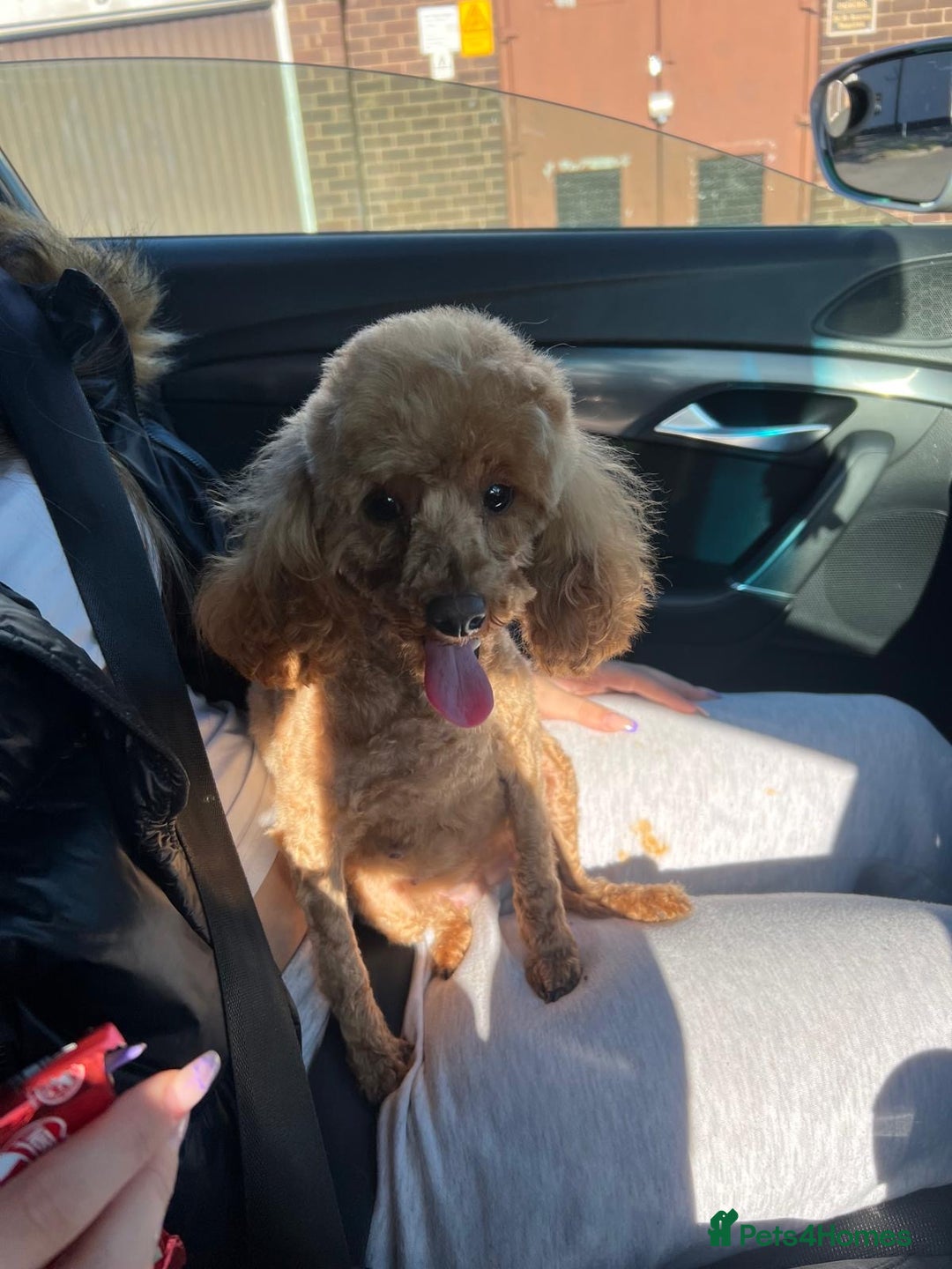 Toy Poodle dogs for sale: Red toy poodle  - Image 10