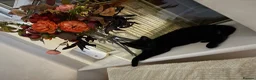 Mixed Breed cats for sale: Black kitten boy in Radlett - Advert 1