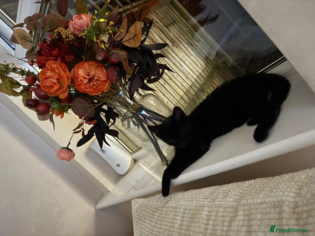 Mixed Breed cats for sale: Black kitten boy in Radlett - Advert 1