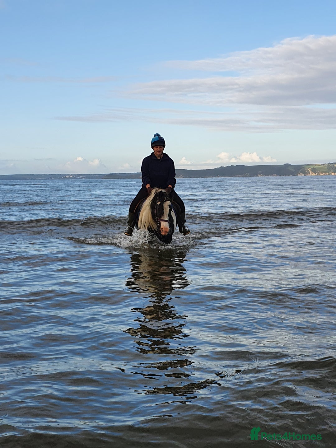 Other Breed horses for sale: Ride/Drive Gypsy cob - Image 4