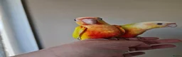 Conures birds for sale: Super adorable fully hand reared baby conures  - Advert 5