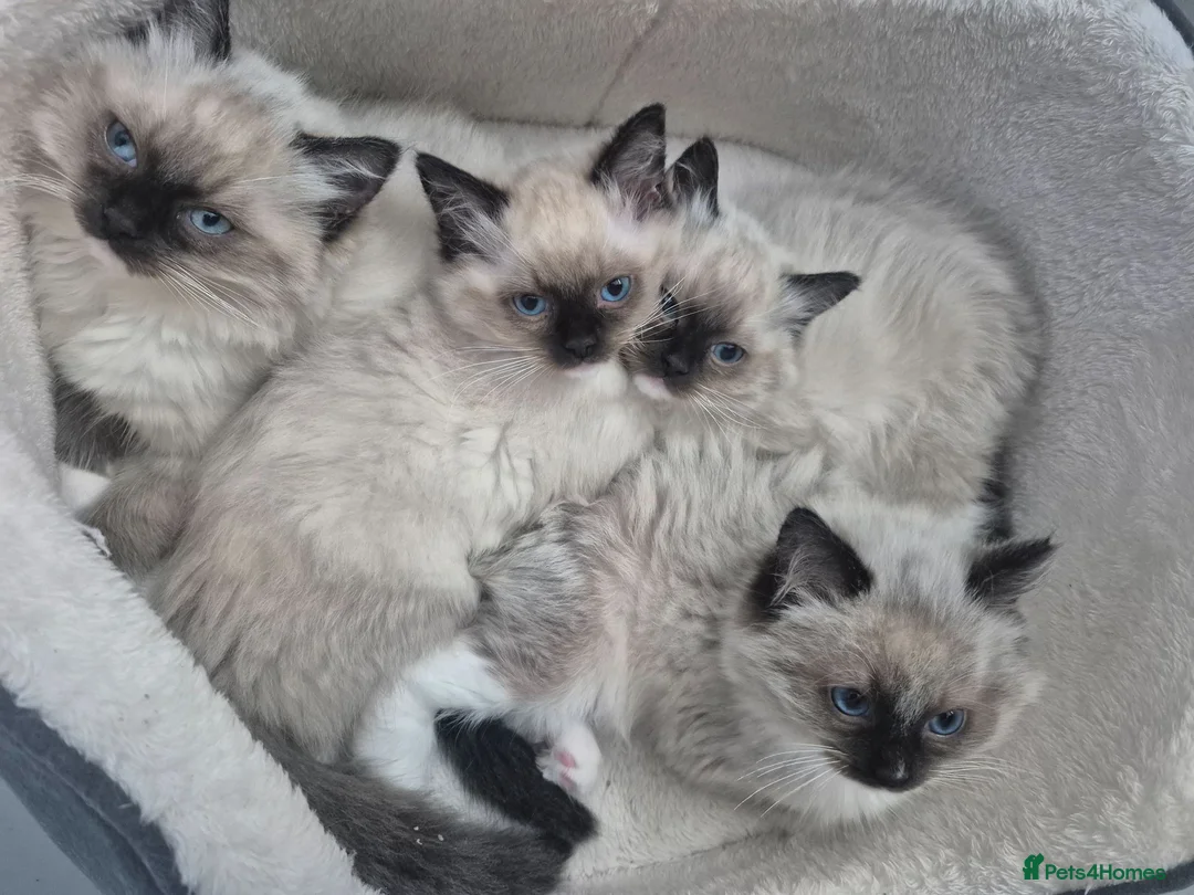Ragdoll cats for sale: GCCF Reg. Ragdoll Kittens, Champion Bloodlines - Advert 2