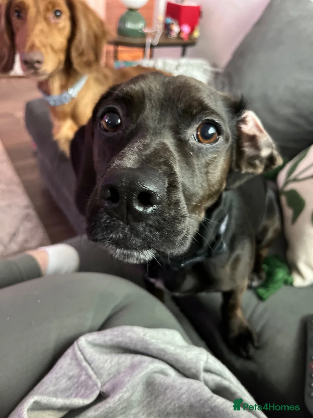 Mixed Breed dogs for sale: Bodhi 1 year old cocker jack  - Advert 2