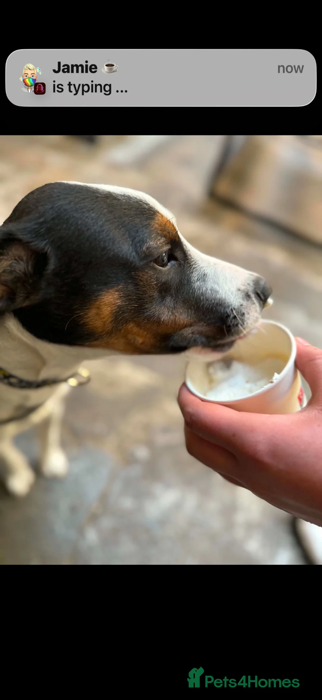 Mixed Breed dogs for sale: 🐾 Diego looking for his forever home 🐾 in Blackpool - Advert 2