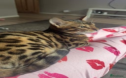 Bengal cats for sale: Beautiful bengal boy - Image 13