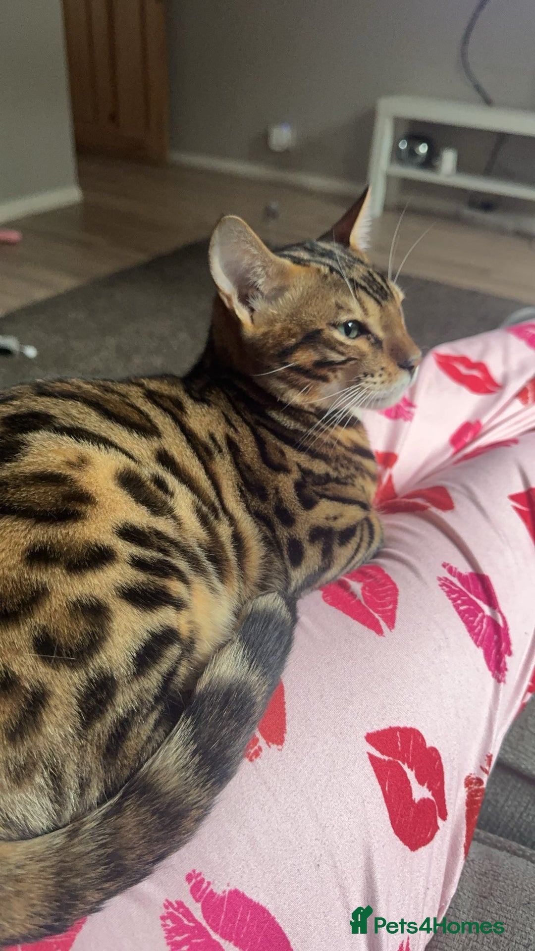 Bengal cats for sale: Beautiful bengal boy - Image 13
