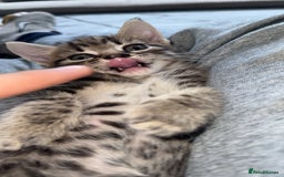 Domestic Shorthair cats for sale: Adorable tabby/bengal kittens to a good home - Image 34