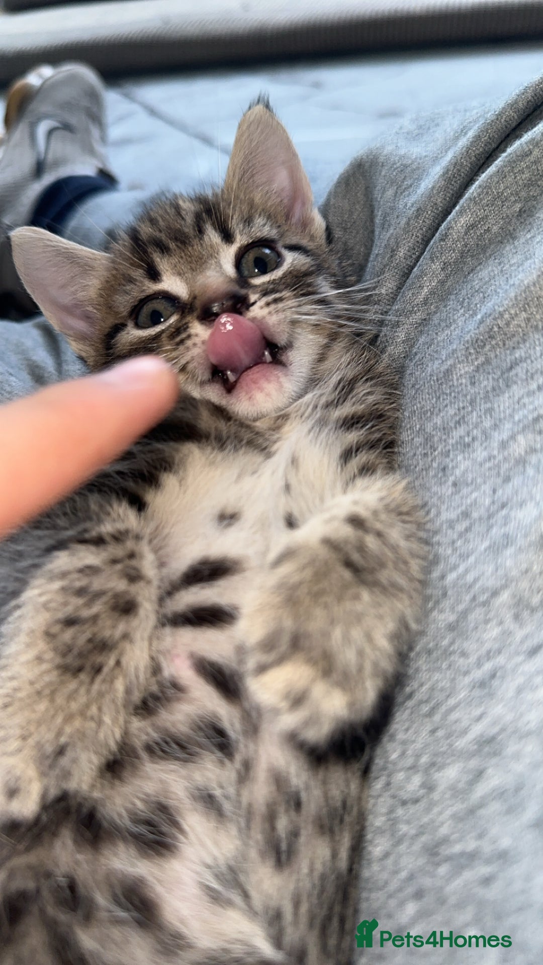 Domestic Shorthair cats for sale: Adorable tabby/bengal kittens to a good home - Image 34
