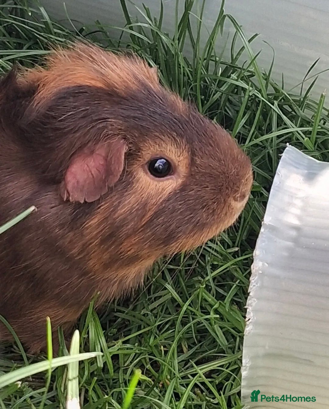 Guinea Pig rodents for sale: 2 guinea pigs hutch and run  - Advert 4