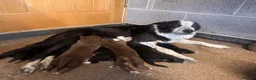 Border Collie dogs for sale: Adorable Sheepdog Pups Working Lines/Family Raised - Advert 3