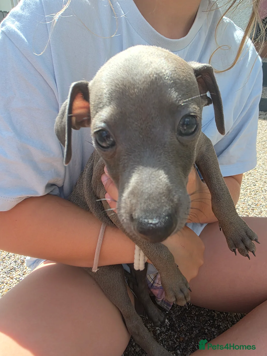 Italian Greyhound dogs for sale: Beautiful Italian-greyhound puppies - Advert 22