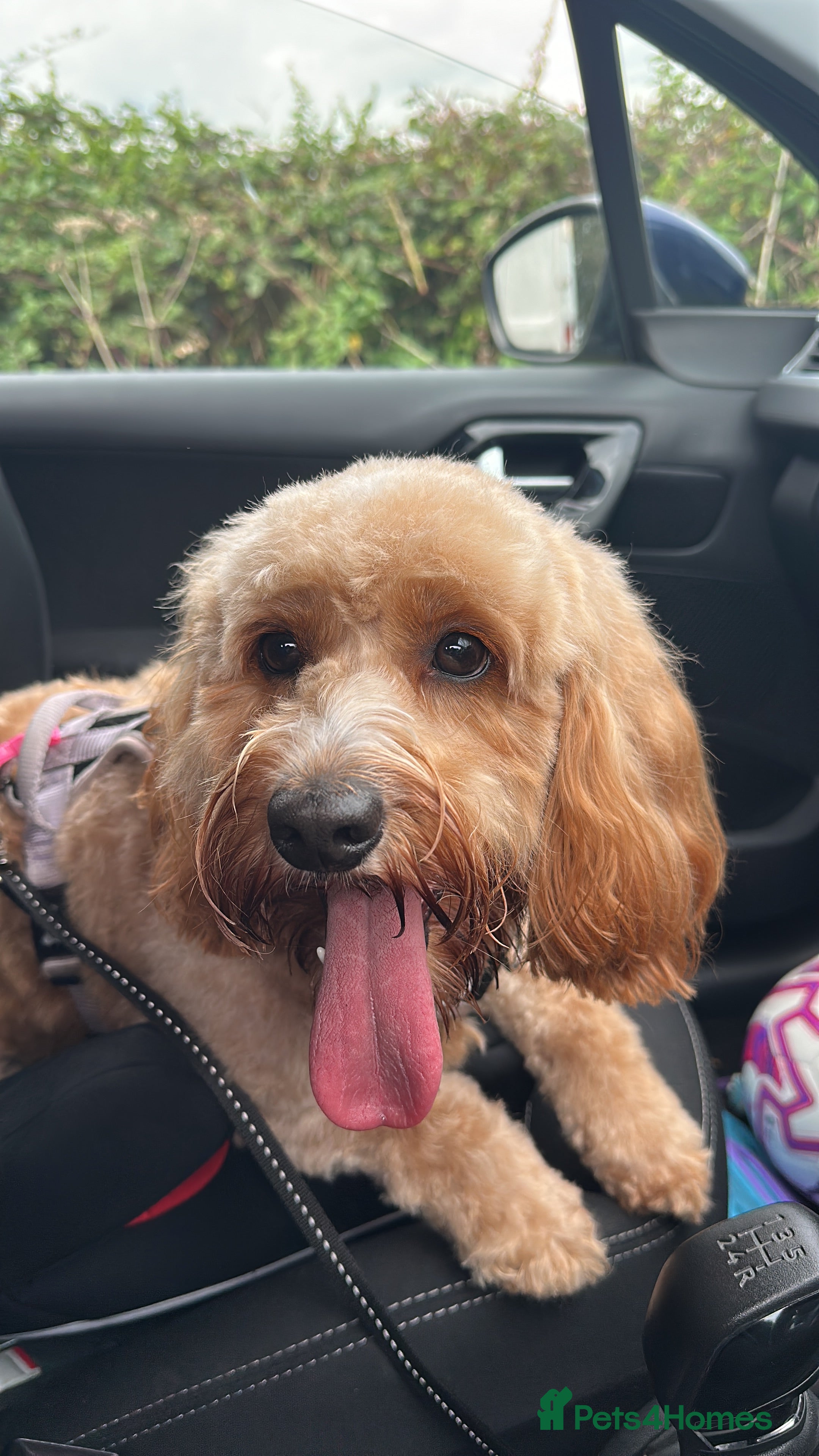 Cockapoo dogs Our dog Bella  - Advert 16