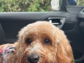 Cockapoo dogs - Advert 19
