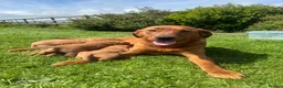 Labrador Retriever dogs for sale: 🐾 FOX RED LABRADOR PUPPIES 🐾 - Advert 5