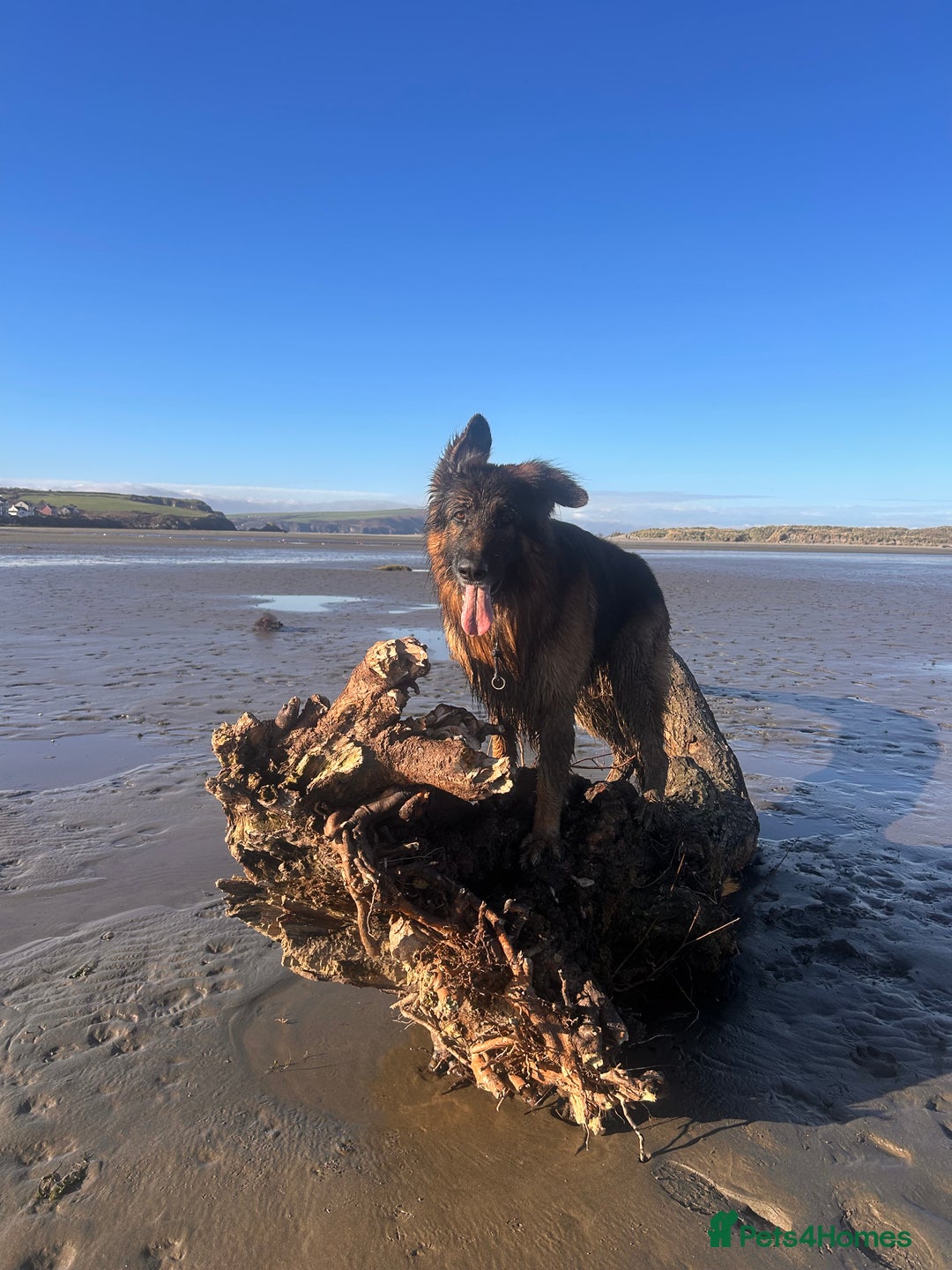 German Shepherd dogs for stud: Danielle beckinsale  - Advert 2