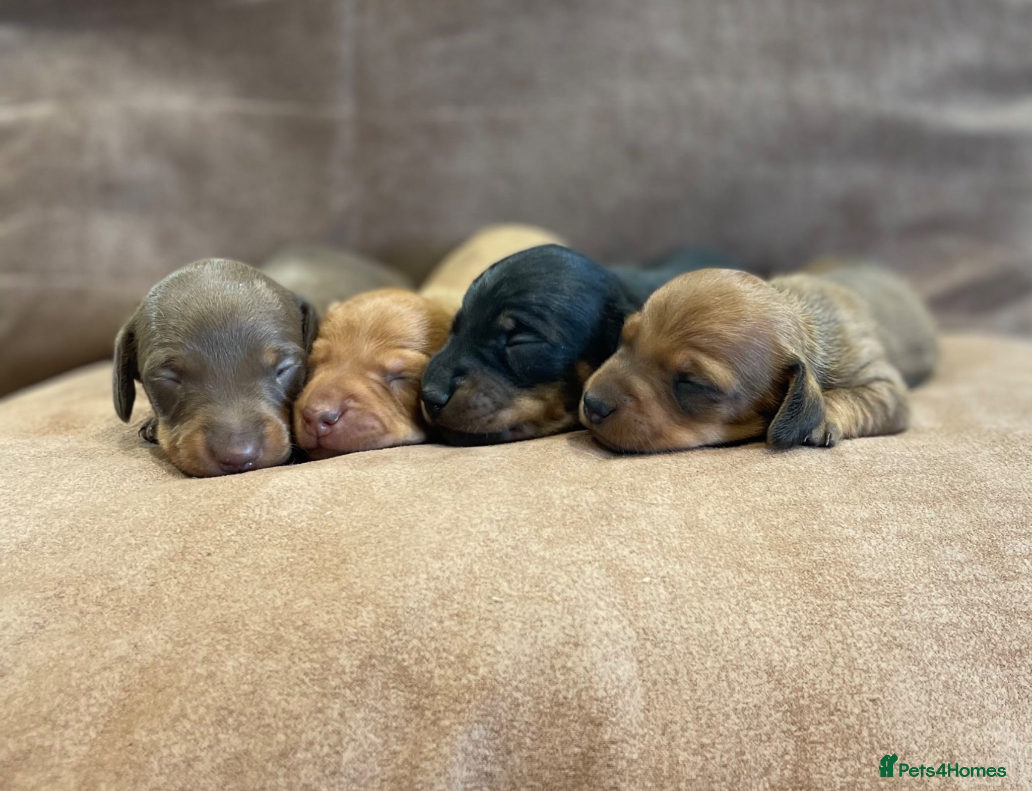 Miniature Dachshund dogs Beautiful Miniature Dachshund Puppies for Sale - Advert 1