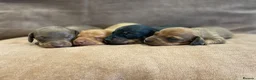 Miniature Dachshund dogs for sale: Beautiful Miniature Dachshund Puppies for Sale - Advert 1