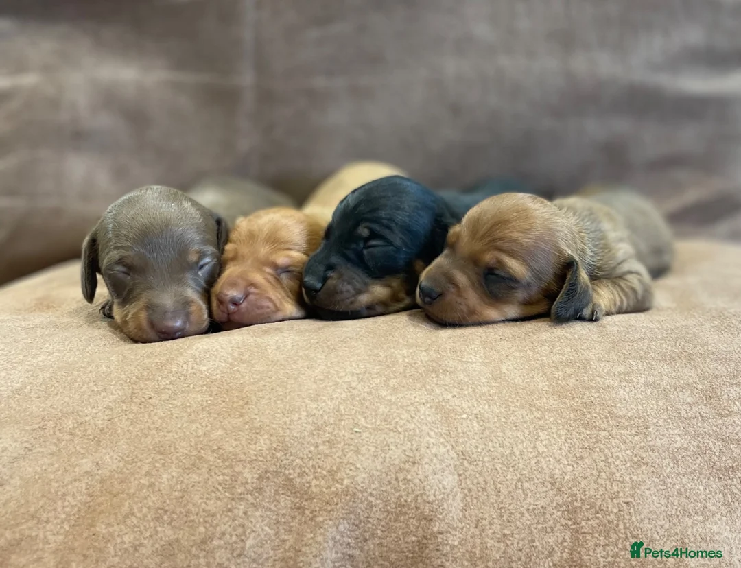 Miniature Dachshund dogs for sale: Beautiful Miniature Dachshund Puppies for Sale - Advert 1