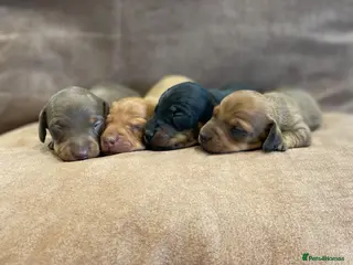 Miniature Dachshund dogs Beautiful Miniature Dachshund Puppies for Sale - Advert 1
