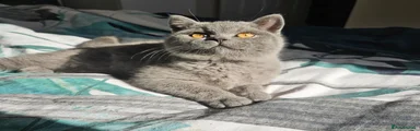 British Shorthair 1
