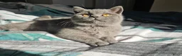 British Shorthair cats for sale: British Shorthair chunky girl - Advert 20