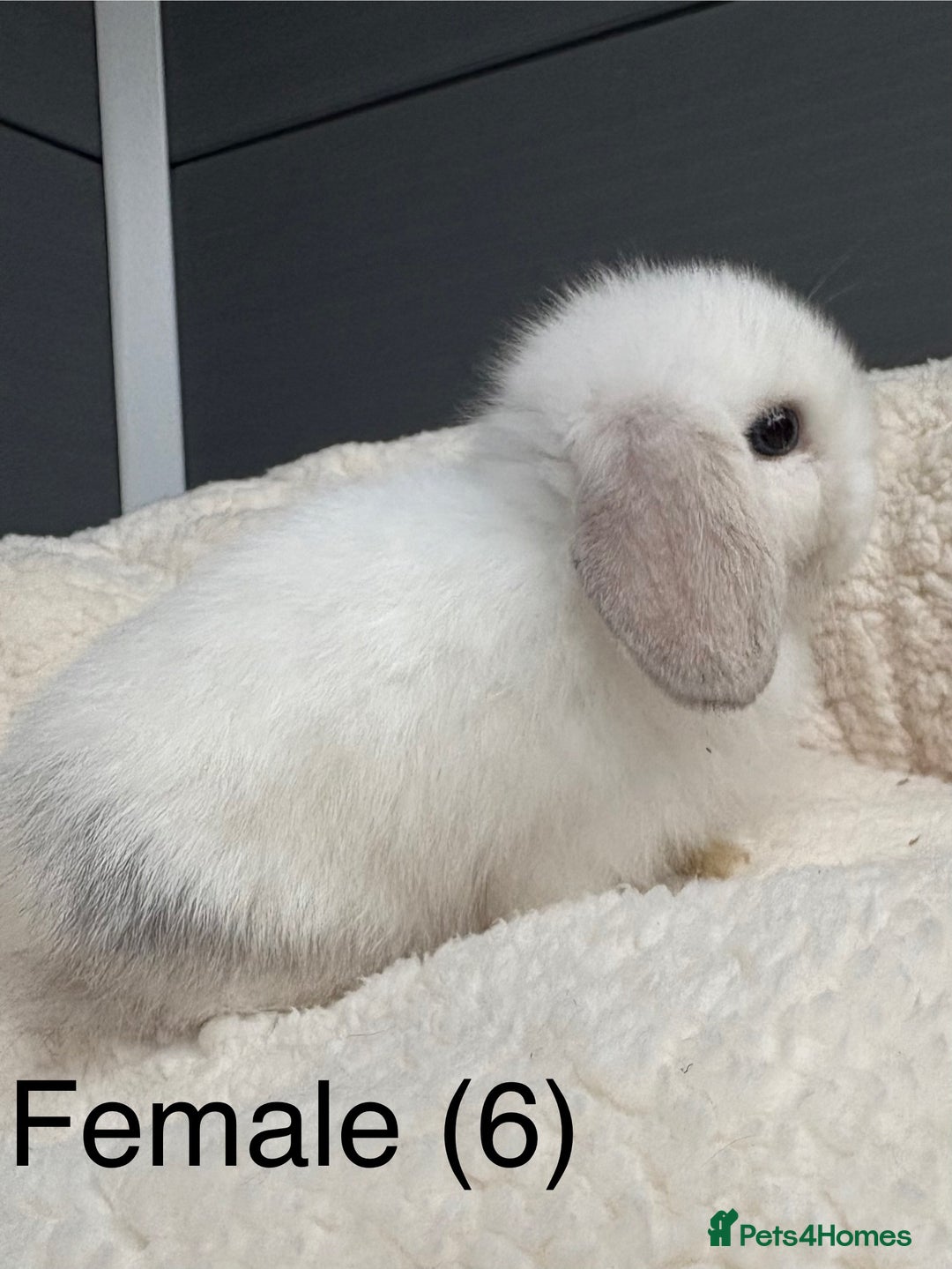 Mini Lop rabbits for sale: Stunning pure bred mini lops - Image 8