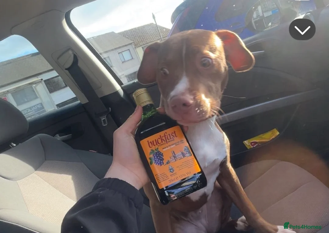 Mixed Breed dogs for sale: Beautiful red Staffy bull girl pup  in Cookstown - Advert 2