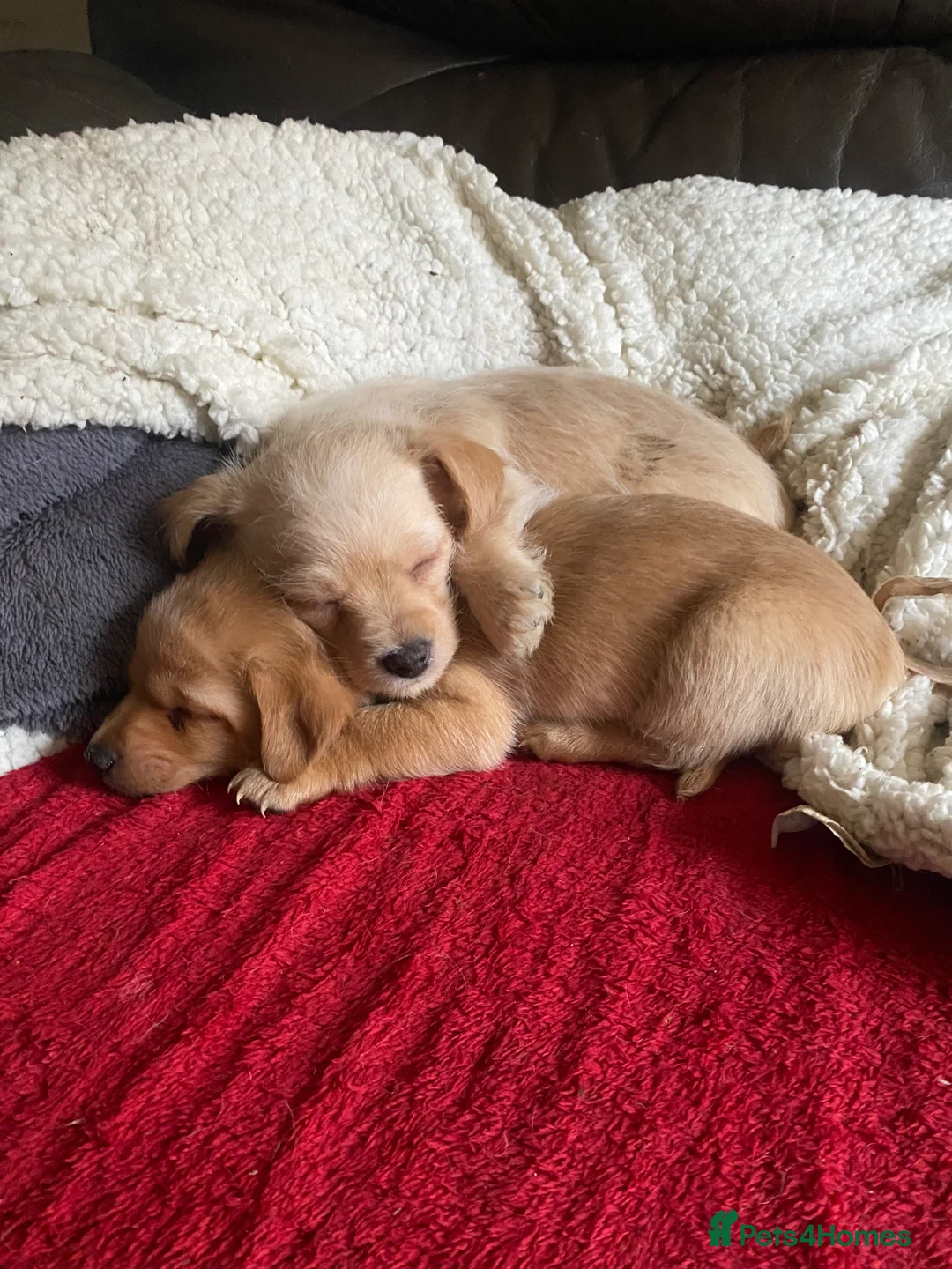 Mixed Breed dogs for sale: Daxie-CHON PUPPIES FOR SALE - Advert 16