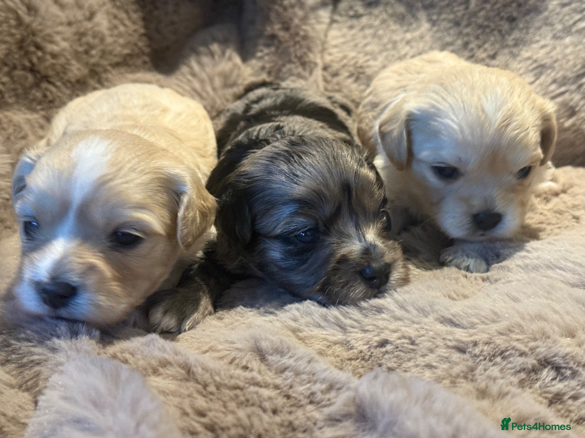 Mixed Breed dogs Stunning Cavamalt Girls - Advert 2