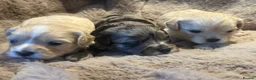 Mixed Breed dogs for sale: Stunning Cavamalt Girls - Advert 2