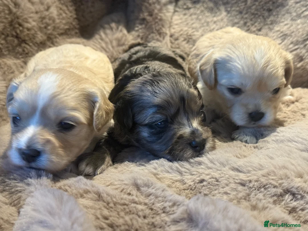 Mixed Breed dogs for sale: Stunning Cavamalt Girls - Advert 2