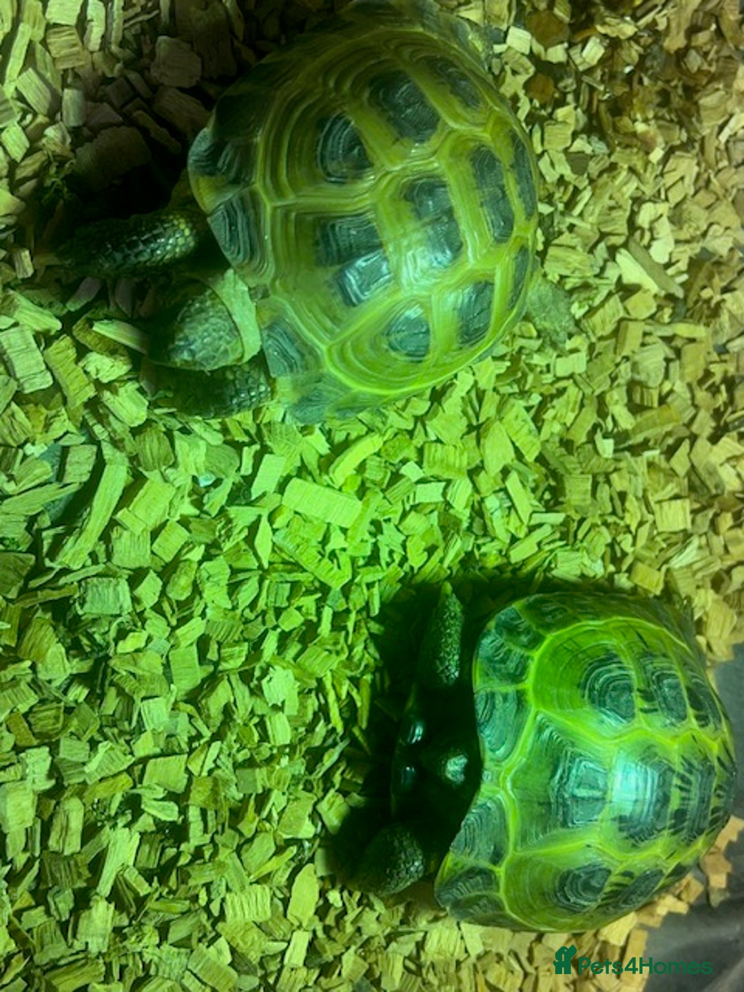 Tortoise reptiles for sale: Two Horsefield Tortoise with enclosure & heat lamp - Advert 11