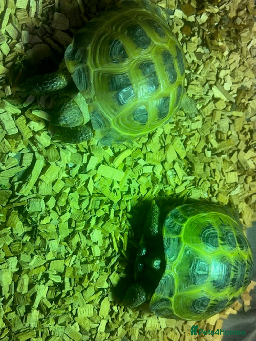 Tortoise reptiles for sale: Two Horsefield Tortoise with enclosure & heat lamp - Advert 11