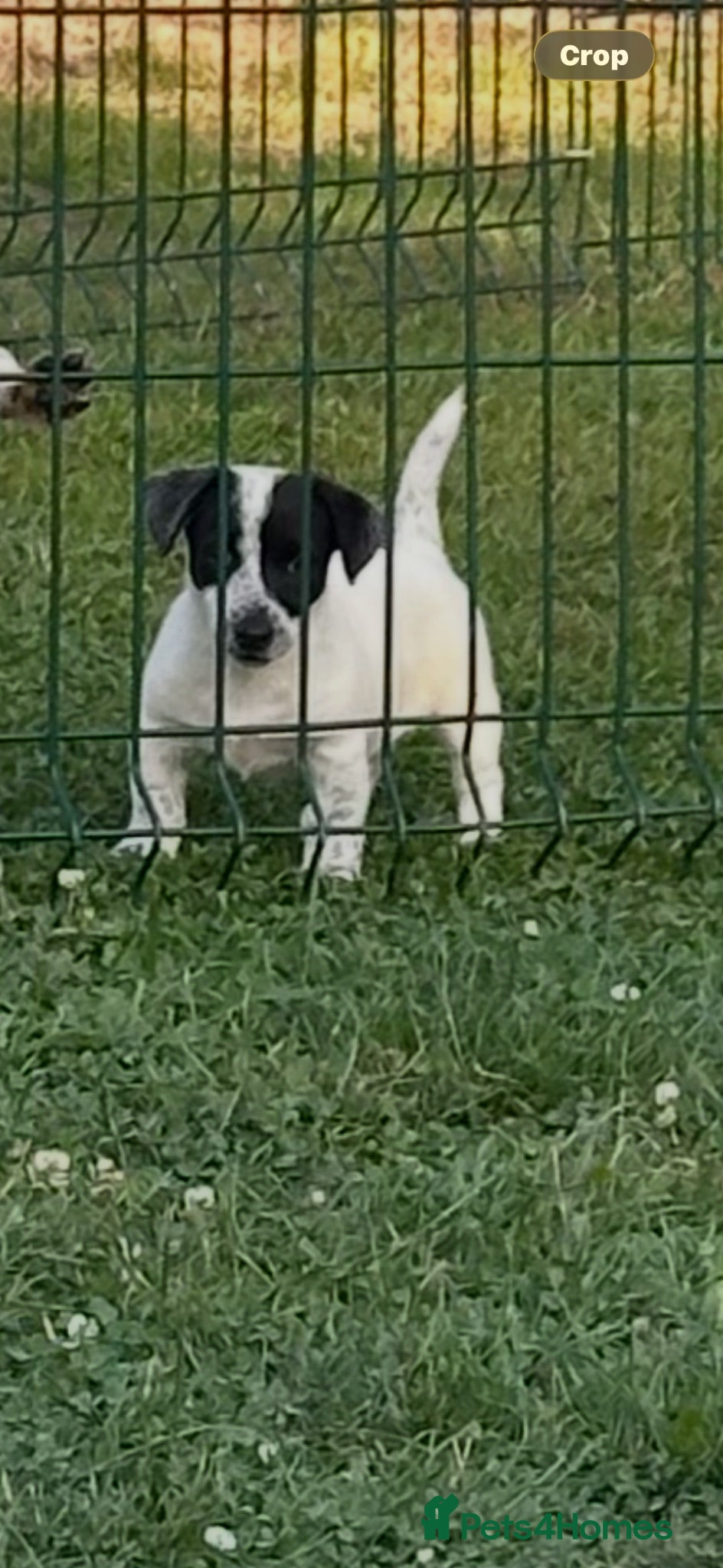 Jack Russell dogs Miniature Jack Russell terrier - Advert 2