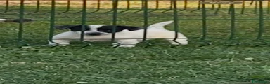 Jack Russell 2