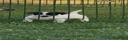 Jack Russell dogs for sale: Miniature Jack Russell terrier - Advert 2