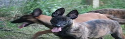 Belgian Shepherd Dog dogs for sale: Pups from world champion CHANCE - Advert 27